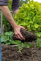Étape par étape - Planter le trèfle cramoisi, éliminer les mauvaises herbes vivaces et préparer le potager pour la plantation