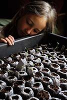 Jeune fille regardant des plants récemment germés dans des pots en fibre de coco 'jiffy'