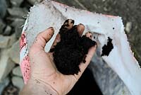 Déchets humains compostés ou «fumure» manipulés pour démontrer le manque d'odeur et la structure régulière du compost