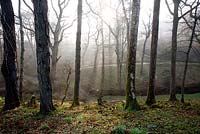 Arbres dans la brume matinale à Sherwood Garden, Devon