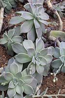 Graptopetalum paraguayense