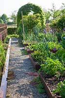 Rill en acier corten bordant chemin gravillonné et parcelles de légumes dans un jardin rural. Les plantes sont Allium porrum et Rumex sanguineus