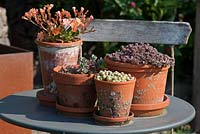 Sur une table de bistrot, un arrangement de Sedum et Lewisia cotyledon en pots d'argile, Lewisia cotyledon Hybride, Sedum, Sempervivum