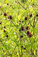 Calycanthus floridulus - Les fleurs de cet arbuste ont un parfum extraordinaire