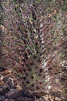 Idria columnaris - Boojum tree, désert de Sonora, Arizona, Californie, USA