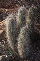 Echinocereus apachensis, cactus hérisson Apache, à l'est du centre de l'Arizona