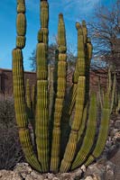 Stenocereus thurberi, Organ Pipe Cactus, sud de l'Arizona, Mexique