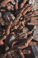 Tephrocactus articulatus, cône d'épinette cactus
