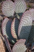 Opuntia basilaris, cactus Beavertail, Arizona USA