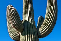 Carnegiea gigantea, cactus Saguaro, Saguaro National Park, Arizona, USA