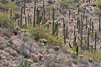 Carnegiea gigantea, cactus Saguaro, Saguaro National Park, Arizona, USA