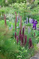 Gravetye Manor, au début de l'été. Angelica archangelica massé, Foeniculum vulgare 'Purpureum', Echium russicum, Lupinus 'The Governor' et Iris barbu bleu.