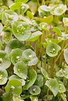 Montia perfoliata, pourpier d'hiver en fleurs.