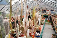 Collection de cactus en serre