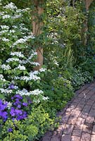 Sentier ombragé à travers une pergola rose, avec Viburnum plicatum 'Mariesii', géraniums rustiques bleus et Alchemilla mollis - Lady's Mantle - RHS Chelsea Flower Show 2010