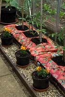 Les jeunes plants de tomates dans des sacs de culture avec la plantation d'accompagnement de Tagetes - soucis français dans des pots pour la protection contre les attaques de mouches vertes et noires - Open Gardens Day 2013, Waldringfield, Suffolk