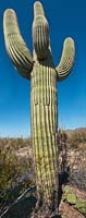 Carnegiea gigantea - cactus Saguaro, Saguaro National Park, Arizona, USA