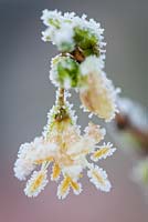 Lonicera x purpusii 'Beauté d'hiver'