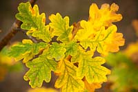 Quercus robur) - Chêne anglais