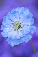 Scabiosa caucasica 'Clive Greaves', Scabieuse. Septembre, début de l'automne. Portrait de fleur bleue.
