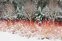 Le jardin d'hiver, les jardins de Bressingham, Norfolk, Royaume-Uni. Conception - Adrian Bloom