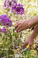 Rassemblement d'Allium hollandicum 'Purple Sensation' et d'Anthriscus sylvestris 'Ravenswing'
