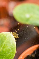 Groupe de bébé araignées communes de jardin, Araneus diadematus