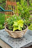 Étape par étape - Plantation d'un panier suspendu d'Isotoma Deep Blue - série Tristar, Ipomoea 'Marguerite' et Lantana White - série Lucky