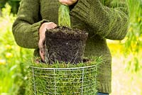 Étape par étape - Création d'un pot de gazon à l'aide de Carex comans 'Frosted Curls' - plantation de Carex au centre du pot