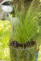 Étape par étape - Création d'un pot de gazon en utilisant Carex comans 'Frosted Curls' - arrosage du pot fini