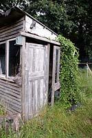 Remise en bois abandonné hangar ou cabane avec le lierre poussant au-dessus de la porte, allotissements de parcours de golf, London Borough of Haringey