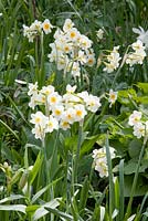 Narcissus tazetta 'Géranium'