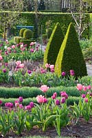Jardin de printemps avec Tulipa, Buxus et Allium senescens