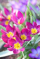 Tulipa humilis 'Perle de Perse' avec Crocus tommasinianus 'Whitewell Purple'