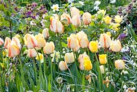 Parterre de printemps planté de tulipa et de narcisse