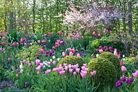 Parterre de fleurs planté de Tulipa, Buxus et Prunus