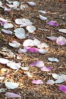 Pétales de Magnolia tombés sur un sol boisé