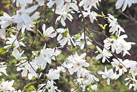 Magnolia loebneri 'Spring Snow'