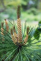 Pinus Muricata - Cônes de pollen de Bishop Bishop