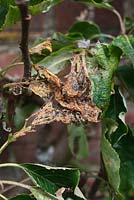 Yponomeuta malinellus - La teigne de l'hermine du pommier a quitté la toile après une attaque de pommier