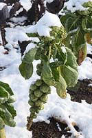 Brassica oleracea 'Maximus F1' - Chou de Bruxelles dans la neige