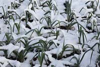 Allium porrum 'Musselburgh' - Plantes à poireaux poussant dans la neige