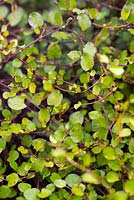 Muehlenbeckia complexa (Maidenhair vine, Wire vine)