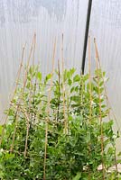 Pisum sativa et Vicia faba, Pois hivernés 'Excellens' et Broad Beans fleurissant au début du printemps, au Pays de Galles, Royaume-Uni
