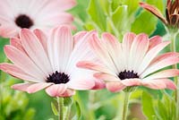 Osteospermum Serenity Pink Magic - Série 'Balserpima' Serenity - Les fleurs changent de couleur en vieillissant, septembre