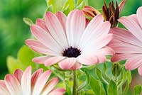 Osteospermum Serenity Pink Magic - 'Balserpima', série Serenity - Les fleurs changent de couleur en vieillissant, septembre