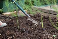 Étape par étape - cultiver des asperges - étendre du paillis maison sur un parterre de fleurs