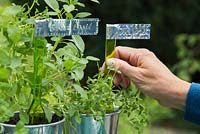 Étape par étape pour créer des étiquettes métalliques pour plantes - Placer des étiquettes dans des pots d'herbes
