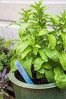Stevia cultivée en pot avec étiquette maison