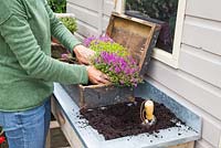 Étape par étape - Plantation d'un vieux pot en bois avec du Thymus vert / jaune et du Thymus serpyllum coccineus